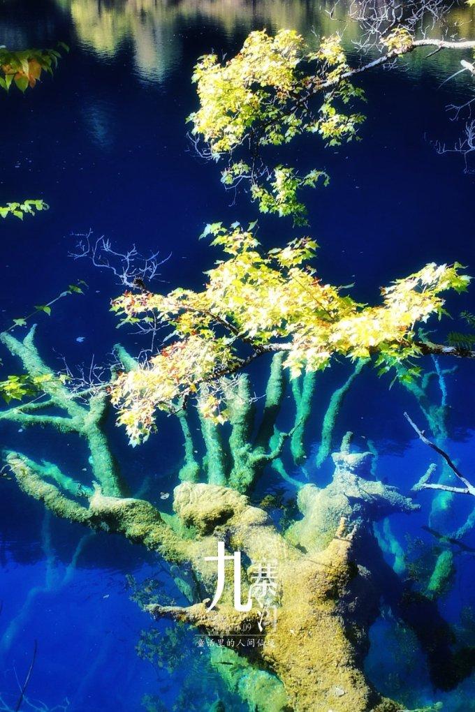 逃离野丛之森