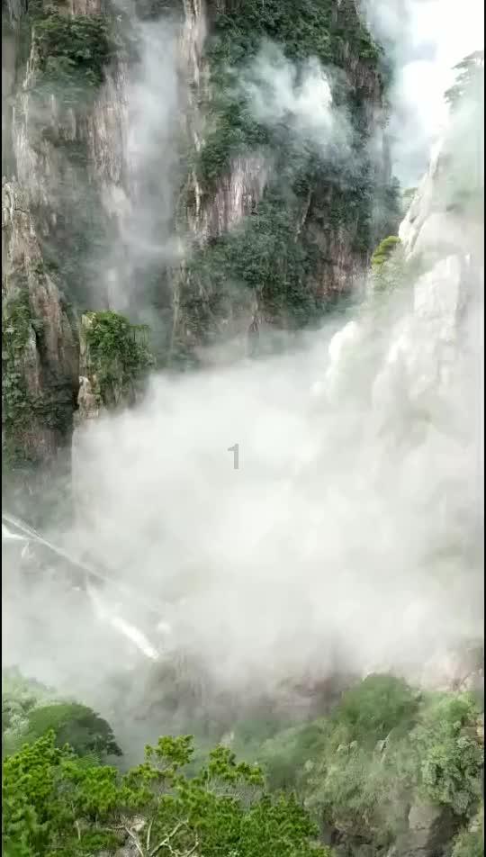 救援非洲金猫